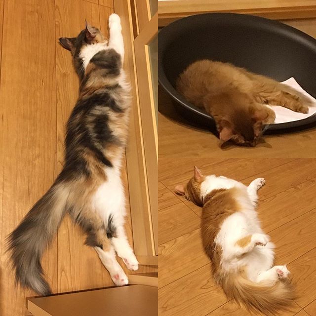 Instagram 写真日記