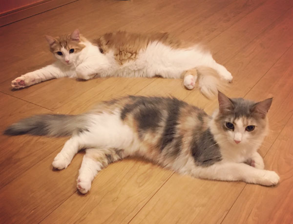 くつろぐ猫のラフィエルとキャラウェイ