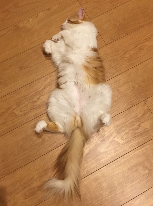 リラックスポーズの猫のラフィエル