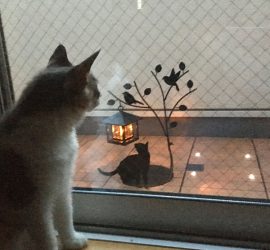 猫のシルエットライト夜の風景