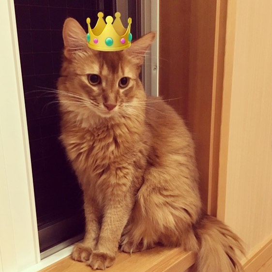 Instagram 写真日記