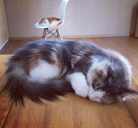 眠る猫のキャラウェイとラフィエル