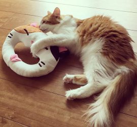 おもちゃで遊ぶ猫のラフィエル