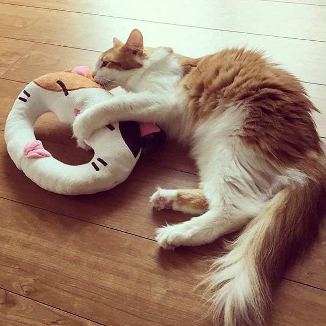 Instagram 写真日記