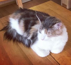 香箱座りの猫のキャラウェイ