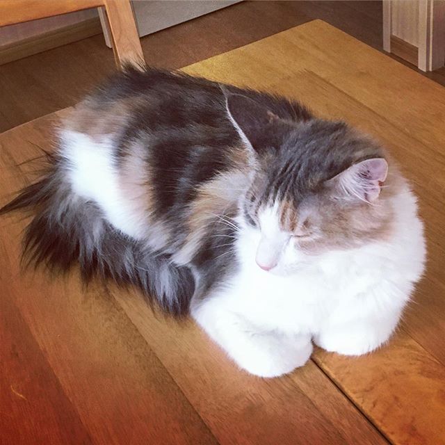 Instagram 写真日記