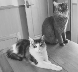 猫のキャラウェイとライトのモノクロ画像