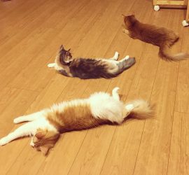 19985522_262523897485867_3298075321827328000_n