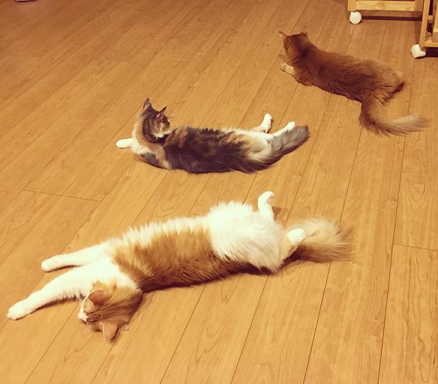 Instagram 写真日記