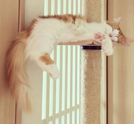 キャットウォークで昼寝の猫のラフィエル