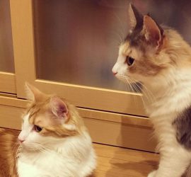 耳をそばだてる猫のラフィエルとキャラウェイ