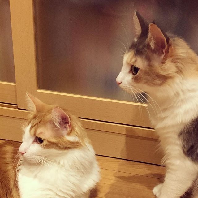 Instagram 写真日記