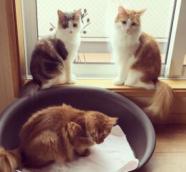 20347700_128979494377820_8804412077507608576_n