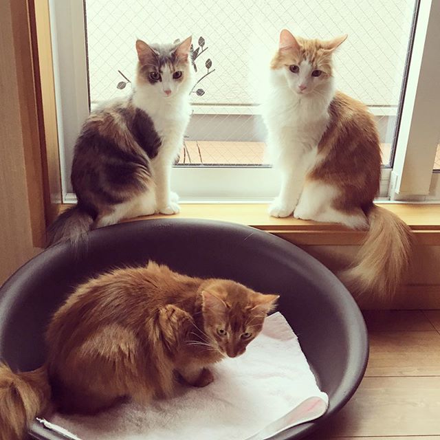 Instagram 写真日記