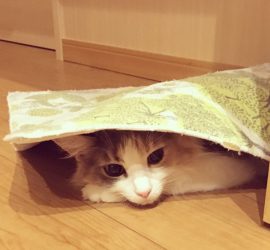 バスマットをかぶる猫のキャラウェイ