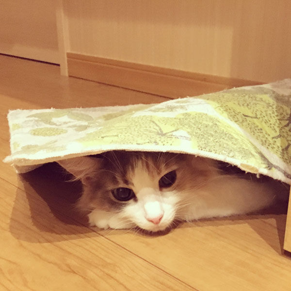 バスマットをかぶる猫のキャラウェイ