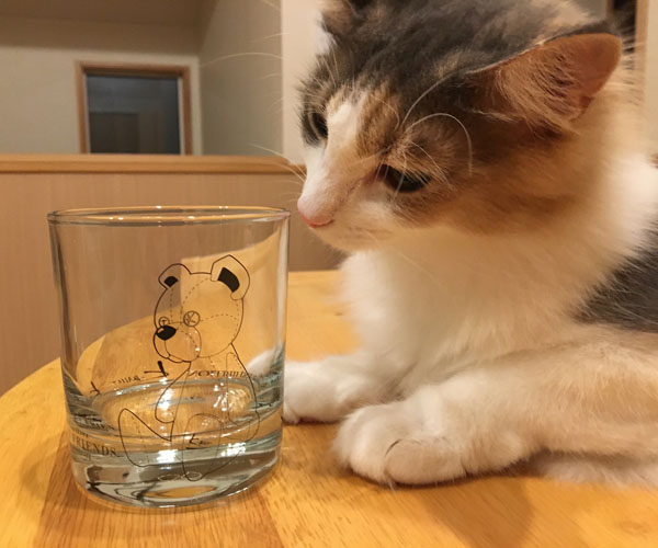 グラスと猫のキャラウェイ