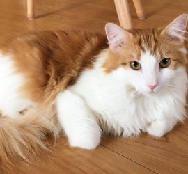 猫のラフィエル