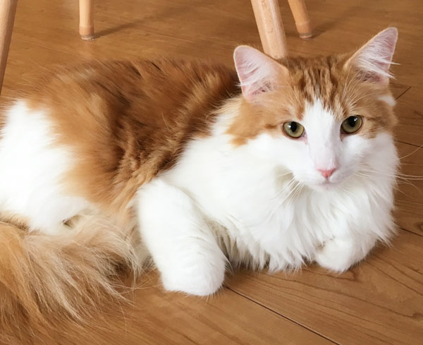 猫のラフィエル