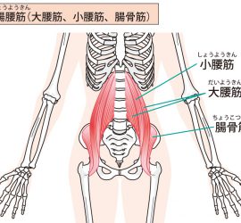 大腰筋図解