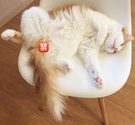 猫二日酔いのラフィエル