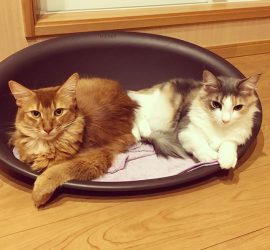 猫のライトとキャラウェイ