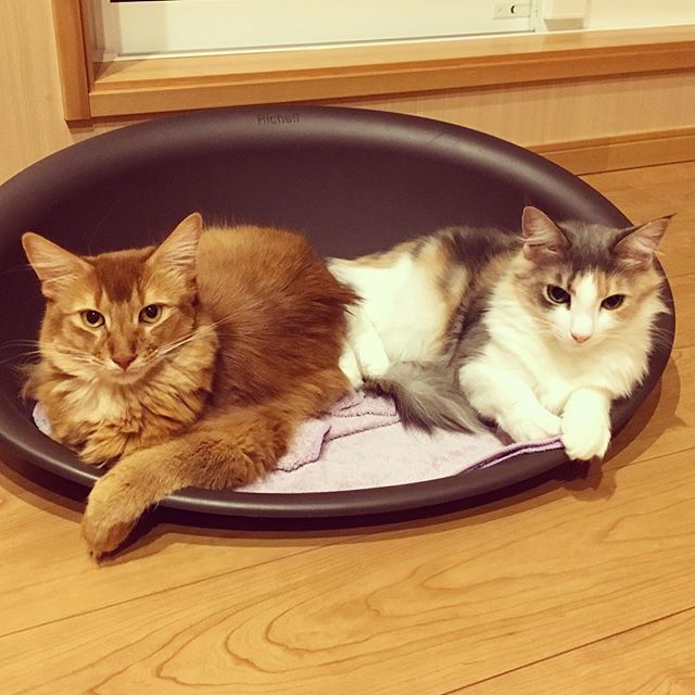 Instagram 写真日記