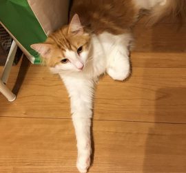 片手を出した猫のラフィエル