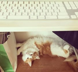 パソコンラックの下の猫