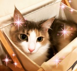 キラキラの猫のキャラウェイ