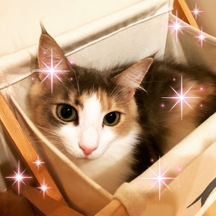 Instagram 写真日記