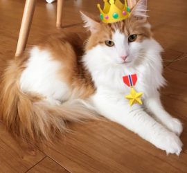 猫のラフィエル