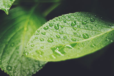 葉に降る雨