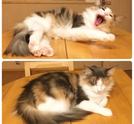 あくびと寝落ちの猫のキャラウェイ