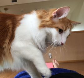 猫のラフィエル