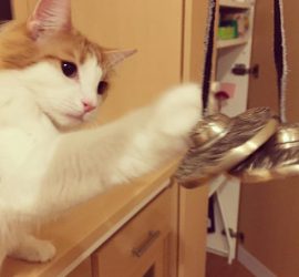 ティンシャを鳴らす猫のラフィエル