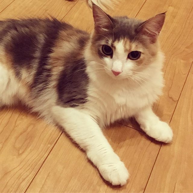 猫のキャラウェイ