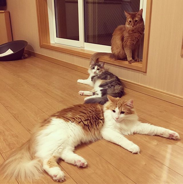 3匹の猫