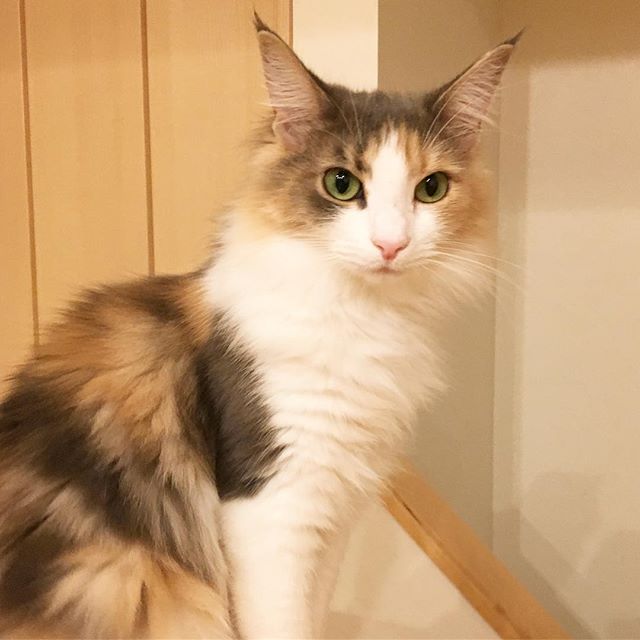 猫のキャラウェイ
