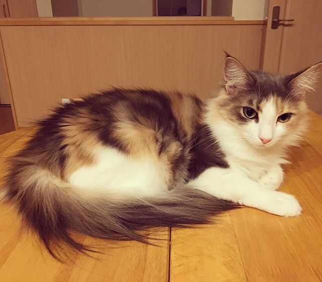 猫のキャラウェイ