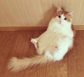 猫のラフィエル