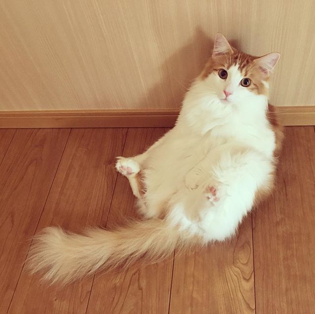 猫のラフィエル