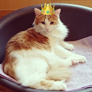猫のラフィエル