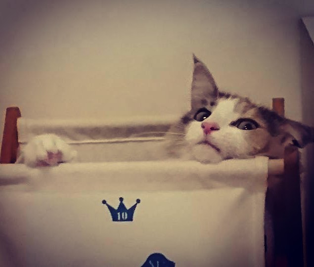 猫のキャラウェイ