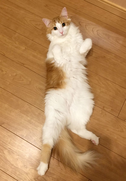 猫のラフィエル