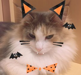 ハロウィンキャラウェイ