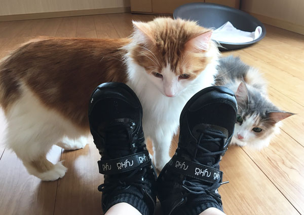 靴紐見つめる猫たち