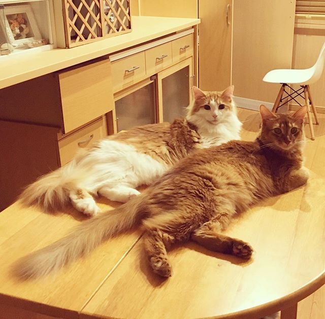 猫のライトとラフィエル