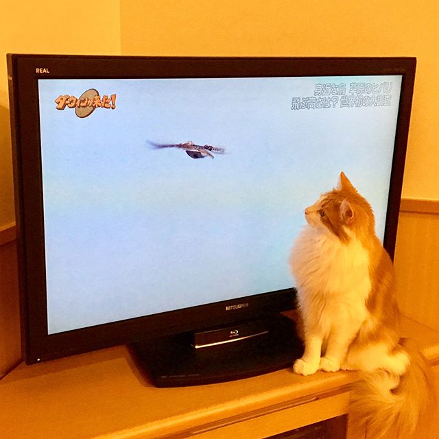 猫のラフィエル