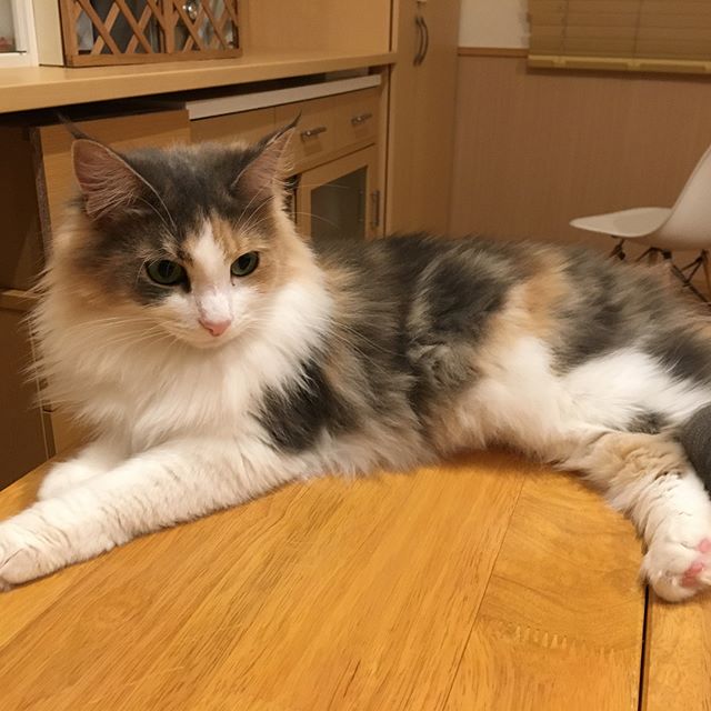 猫のキャラウェイ